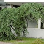 Smrekovec japonský (Larix kaempferi) ´PENDULA´ - výška 80-130 cm, kont. C3L – NA KMIENKU