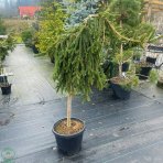 Smrek obyčajný (Picea abies) ´INVERSA PENDULA´– výška: 150-170 cm, kont. C15L - NA KMIENKU