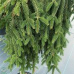 Smrek obyčajný (Picea abies) ´INVERSA PENDULA´– výška: 150-170 cm, kont. C15L - NA KMIENKU
