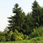 Smrek obyčajný (Picea abies) - výška 80-100 cm, kont. C5L