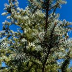 Smrek pichľavý (Picea Pungens) ´EDITH´, výška: 350-400 cm, kont. C230L 
