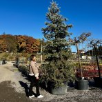 Smrek pichľavý (Picea Pungens) ´EDITH´, výška: 350-400 cm, kont. C230L 