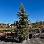 Smrek pichľavý (Picea Pungens) ´EDITH´, výška: 350-400 cm, kont. C230L 