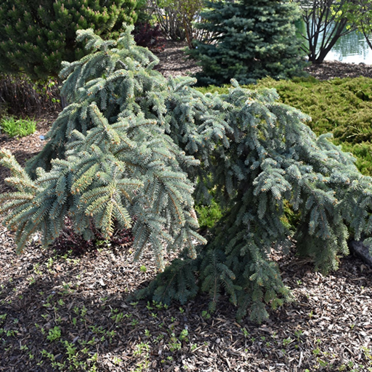 Obrázok Smrek pichľavý (Picea pungens) ´PENDULA´ - výška 100-120 cm, kont. C7.5L - NA KMIENKU