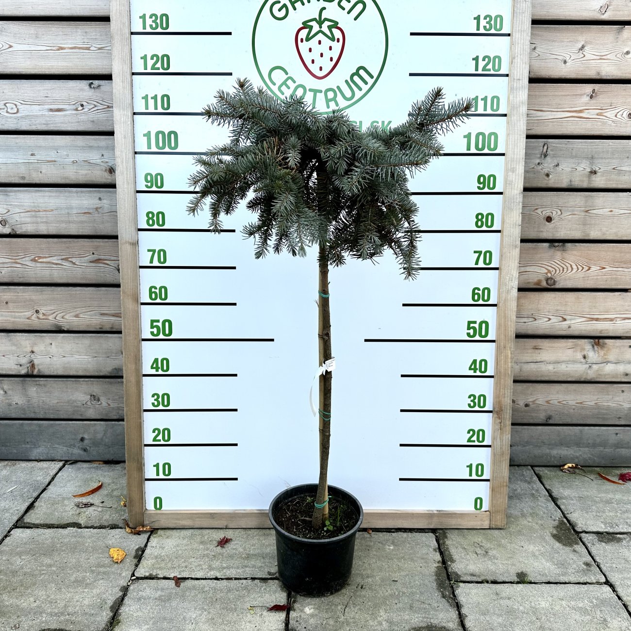 Obrázok Smrek pichľavý (Picea pungens) ´PENDULA´ - výška 100-120 cm, kont. C7.5L - NA KMIENKU