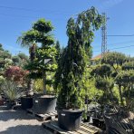 Smrek obyčajný (Picea abies) ´INVERSA PENDULA´– výška: 300-350 cm, kont. C180L