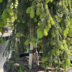 Smrek obyčajný (Picea abies) ´INVERSA PENDULA´– výška: 300-350 cm, kont. C180L