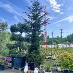 Smrek východný (Picea orientalis) - výška: 400-450 cm, kont. C230L 