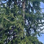 Smrek východný (Picea orientalis) - výška: 400-450 cm, kont. C230L 