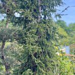 Smrek východný (Picea orientalis) - výška: 400-450 cm, kont. C230L 