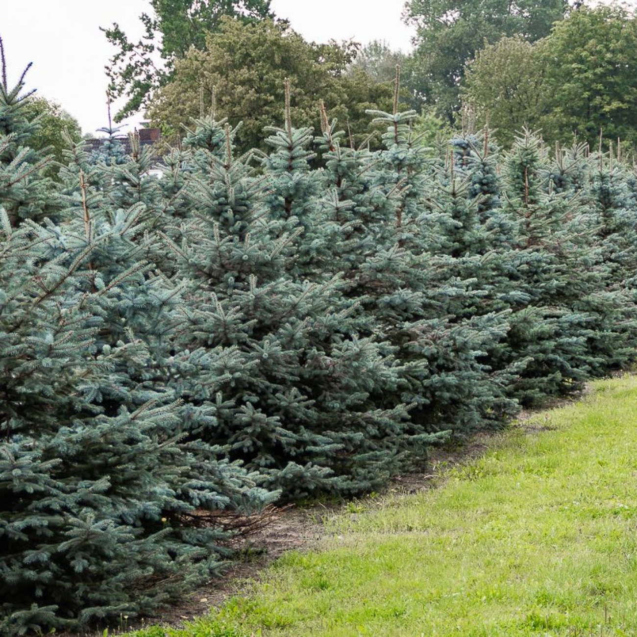 Obrázok Smrek pichľavý (Picea pungens) ´GLAUCA´ - výška 80-100 cm, kont. C12L