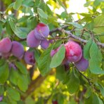 Slivka domáca (Prunus domestica) ´STANLEY´ - stredne skorá, výška 150-180 cm, voľnokorenná