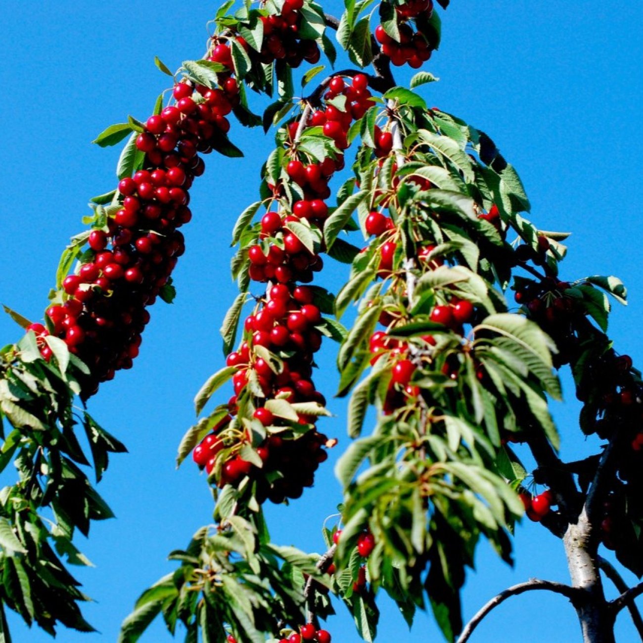 Obrázok Stĺpovitá čerešňo-višňa (Prunus avium x cerasus) ´CAROLINE´ - skorá, výška 130-150 cm, kont. C7L
