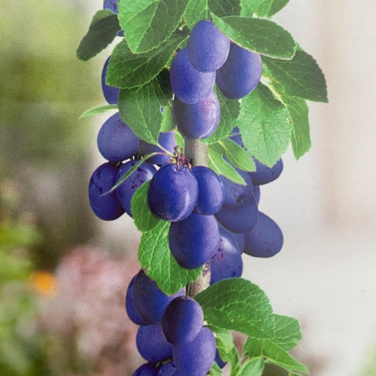 Obrázok Stĺpovitá slivka (Prunus domestica) ´IMPERIAL´ - neskorá, výška 140-160 cm, voľnokorenná