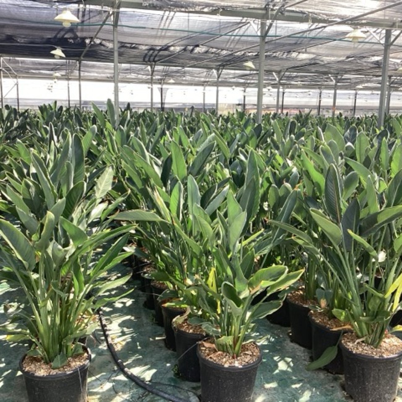Obrázok Strelícia kráľovská (Strelitzia Reginae) – výška 110-130 cm, kont. C35L