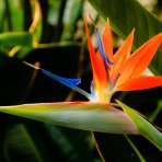 Strelícia natalská (Strelitzia Nicolai) - výška 50-70 cm, kont. C3L