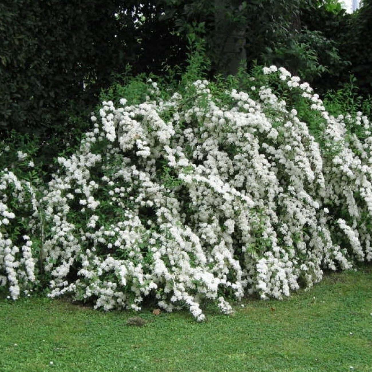 Obrázok Tavoľník ´van Houtteho´ (Spiraea x vanhouttei) – výška 10-20 cm, kont. C2L