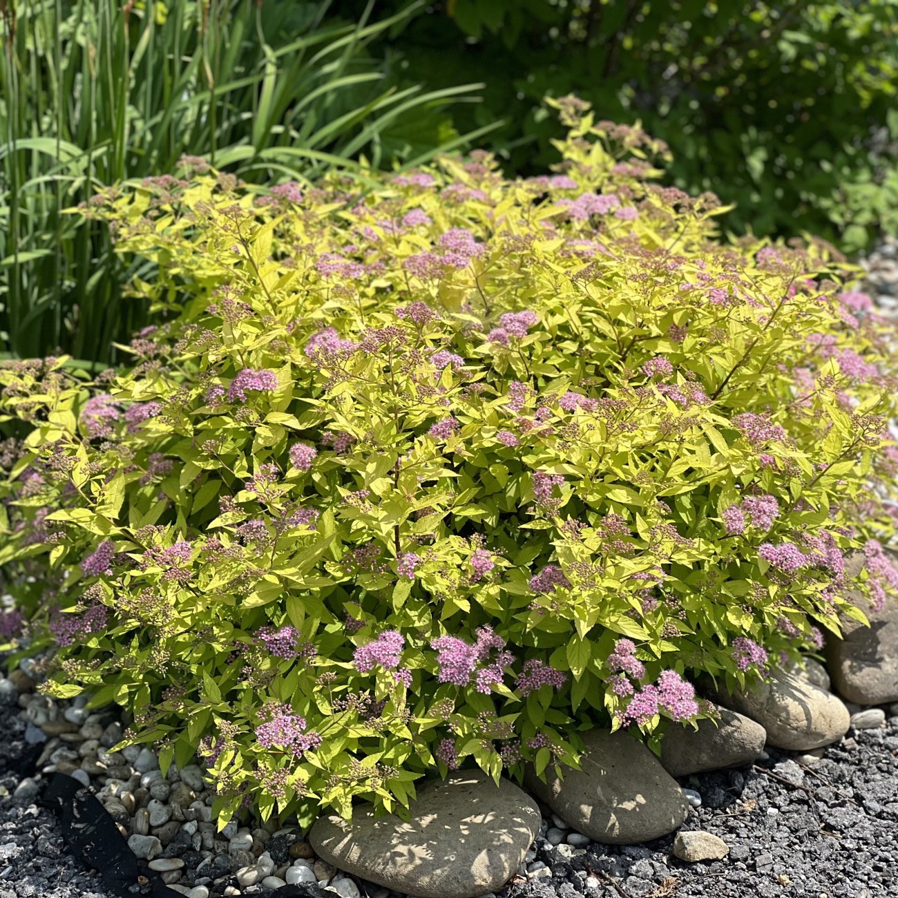 Obrázok Tavoľník japonský (Spiraea Japonica) ´GOLDEN PRINCESS´ - výška 10-20 cm ⌀ 20 cm , kont. C2L