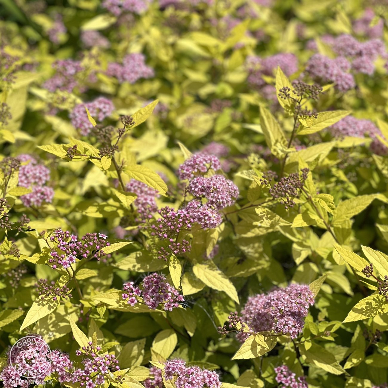 Obrázok Tavoľník japonský (Spiraea Japonica) ´GOLDEN PRINCESS´ - výška 10-20 cm ⌀ 20 cm , kont. C2L