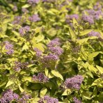 Tavoľník japonský (Spiraea Japonica) ´GOLDEN PRINCESS´ - výška 10-20 cm ⌀ 20 cm , kont. C2L