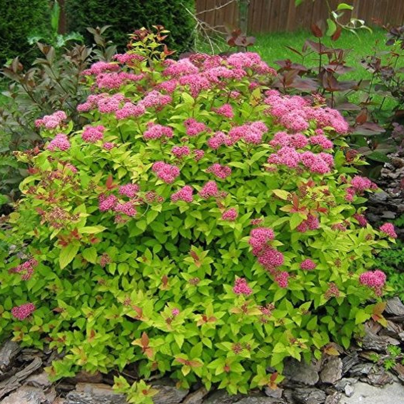 Obrázok Tavoľník japonský (Spiraea japonica) ´GOLDFLAME´ - výška 10-20 cm, ⌀ 10-20 cm, kont. C2L