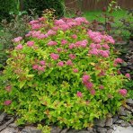 Tavoľník japonský (Spiraea japonica) ´GOLDFLAME´ - výška 10-20 cm, ⌀ 10-20 cm, kont. C2L