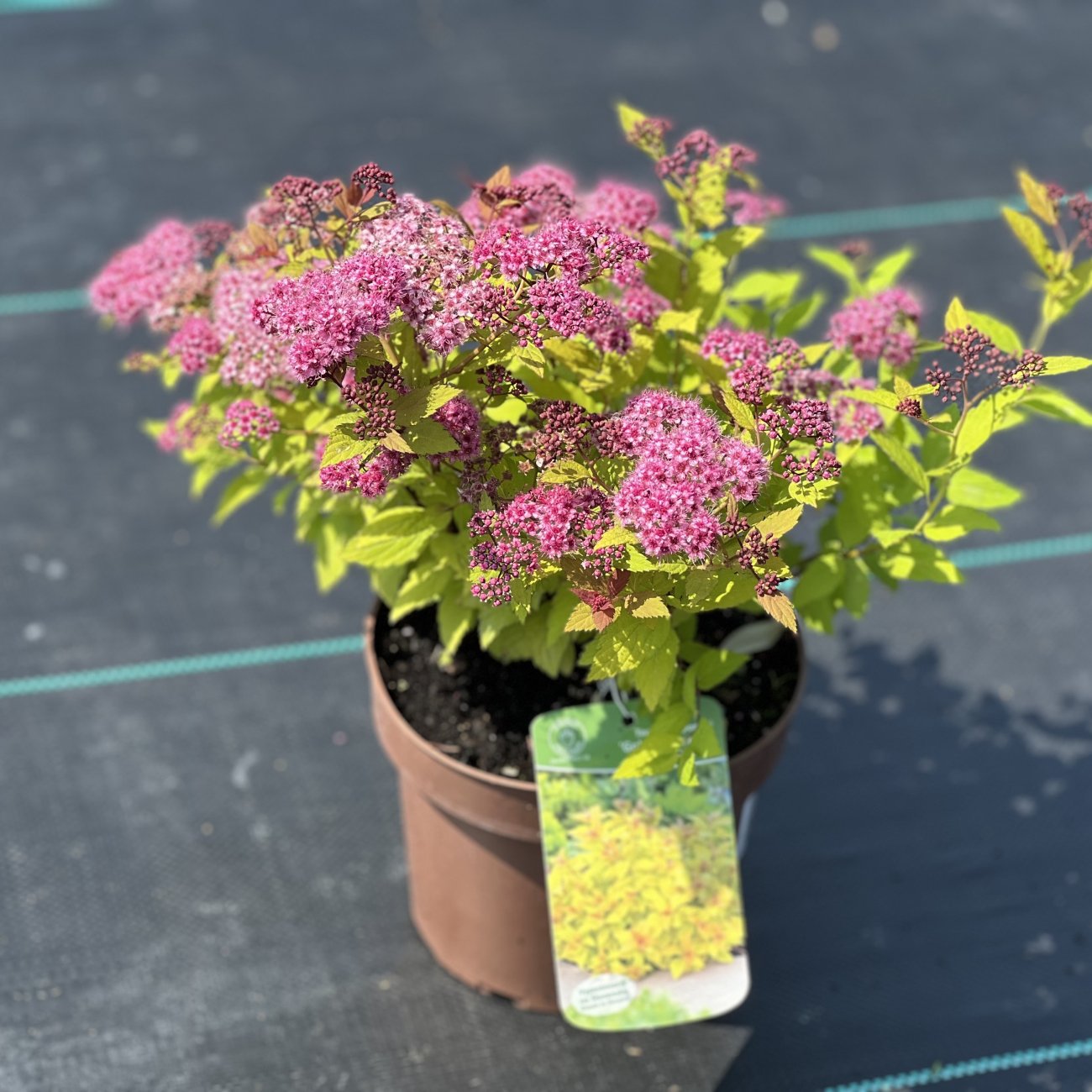 Obrázok Tavoľník japonský (Spiraea japonica) ´GOLDFLAME´ - výška 10-20 cm, ⌀ 10-20 cm, kont. C2L