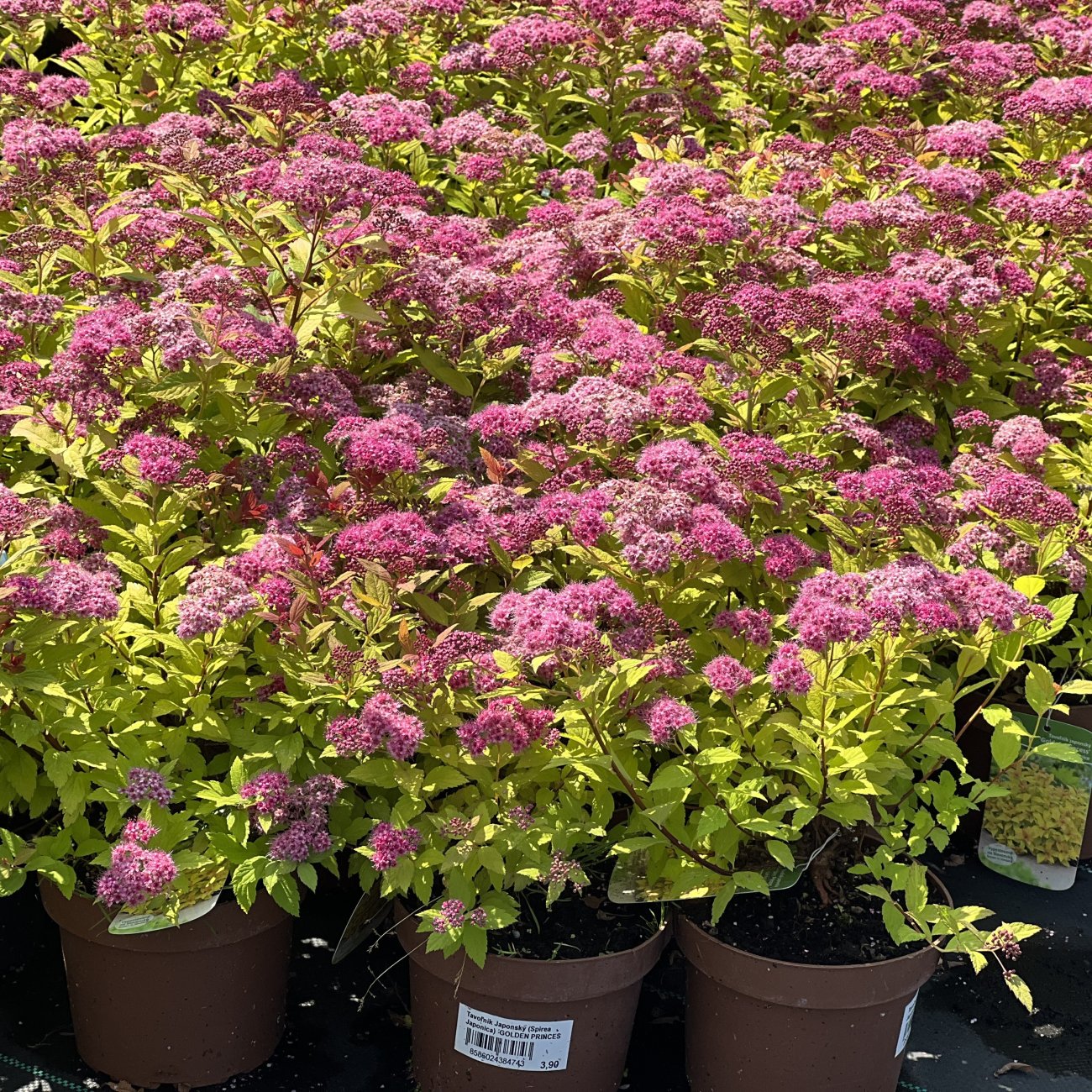 Obrázok Tavoľník japonský (Spiraea japonica) ´GOLDFLAME´ - výška 10-20 cm, ⌀ 10-20 cm, kont. C2L