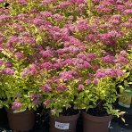 Tavoľník japonský (Spiraea japonica) ´GOLDFLAME´ - výška 10-20 cm, ⌀ 10-20 cm, kont. C2L