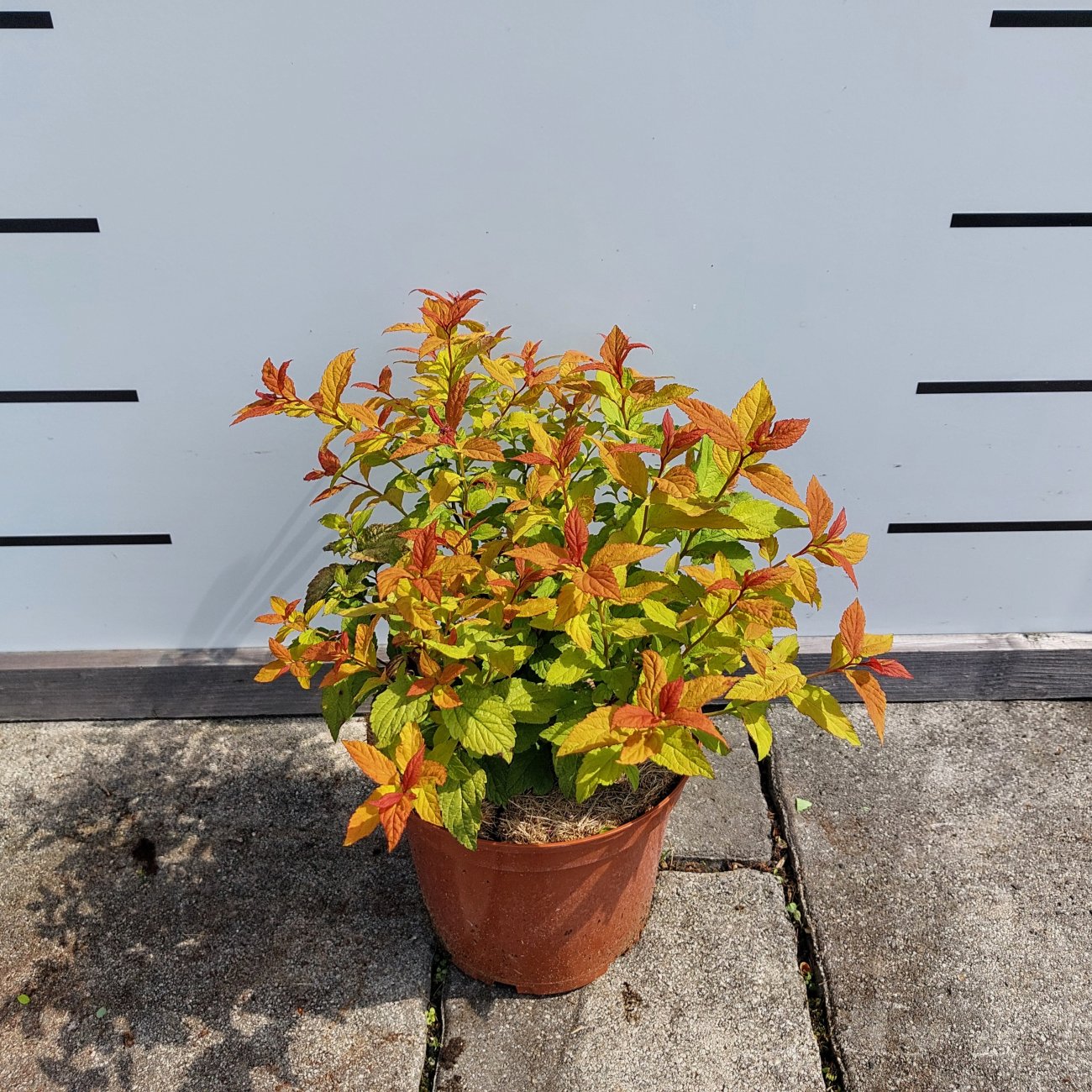 Obrázok Tavoľník japonský (Spiraea japonica) ´GOLDFLAME´ - výška 10-20 cm, ⌀ 10-20 cm, kont. C2L