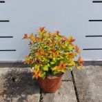 Tavoľník japonský (Spiraea japonica) ´GOLDFLAME´ - výška 10-20 cm, ⌀ 10-20 cm, kont. C2L