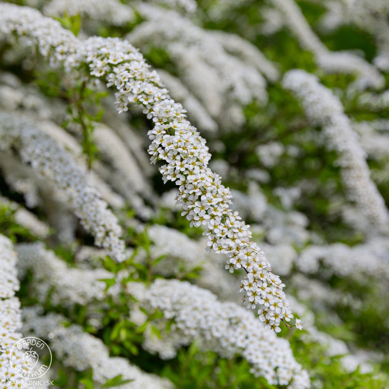 Obrázok Tavoľník ´van Houtteho´ (Spiraea x vanhouttei) - výška 80-100 cm, kont. C30L/C45L