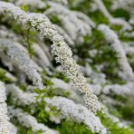 Tavoľník ´van Houtteho´ (Spiraea x vanhouttei) - výška 80-100 cm, kont. C30L/C45L