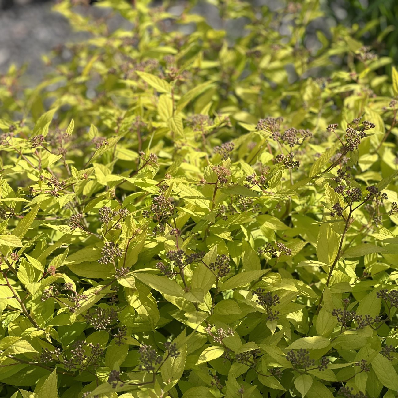 Obrázok Tavoľník japonský (Spiraea japonica) ´GOLDFLAME´ - výška 10-20 cm, ⌀ 10-20 cm, kont. C2L