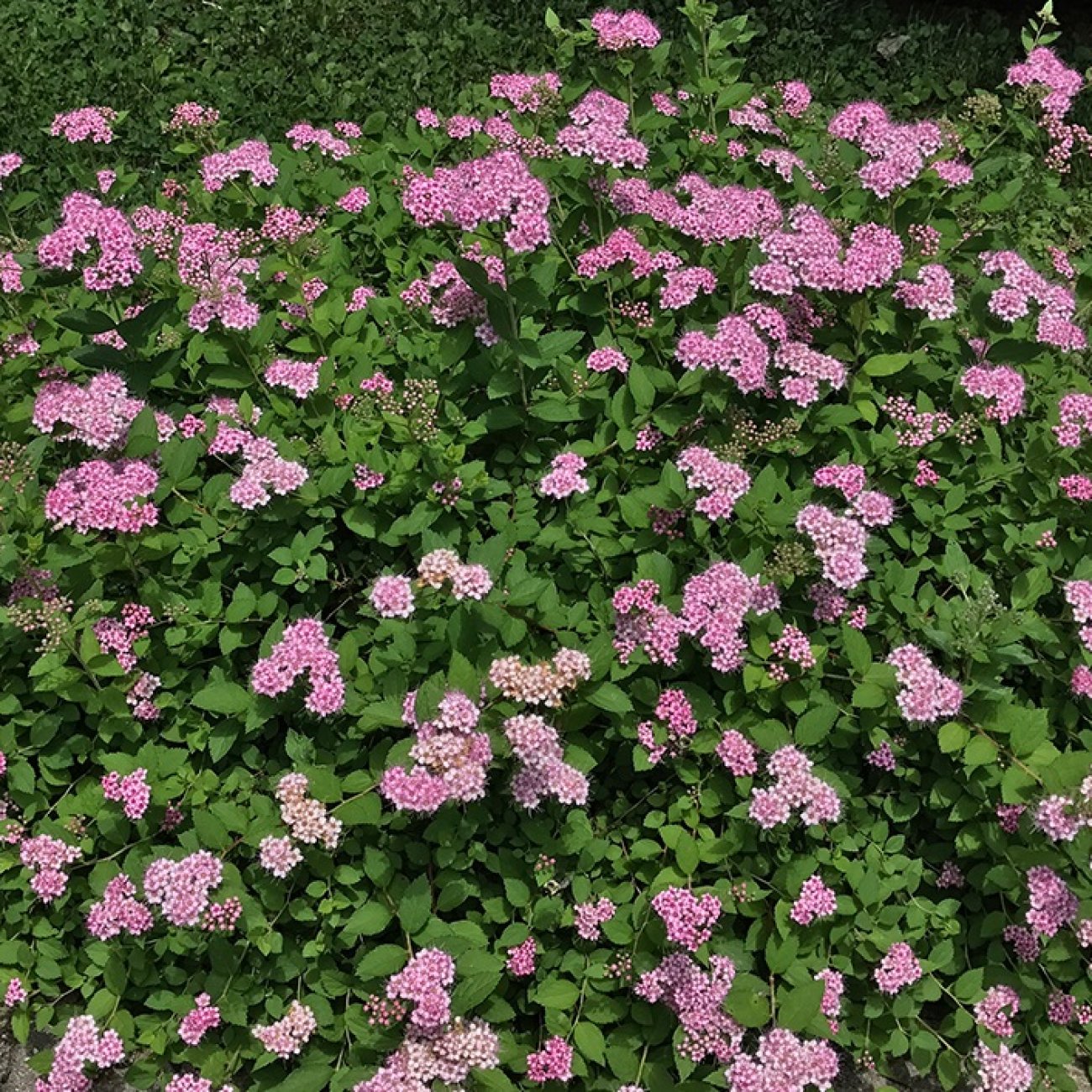 Obrázok Tavoľník japonský (Spiraea Japonica) ´LITTLE PRINCESS´ - výška 15-25 cm, kont. C2L