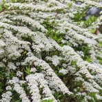 Tavoľník ´van Houtteho´ (Spiraea x vanhouttei) - výška 80-100 cm, kont. C30L/C45L