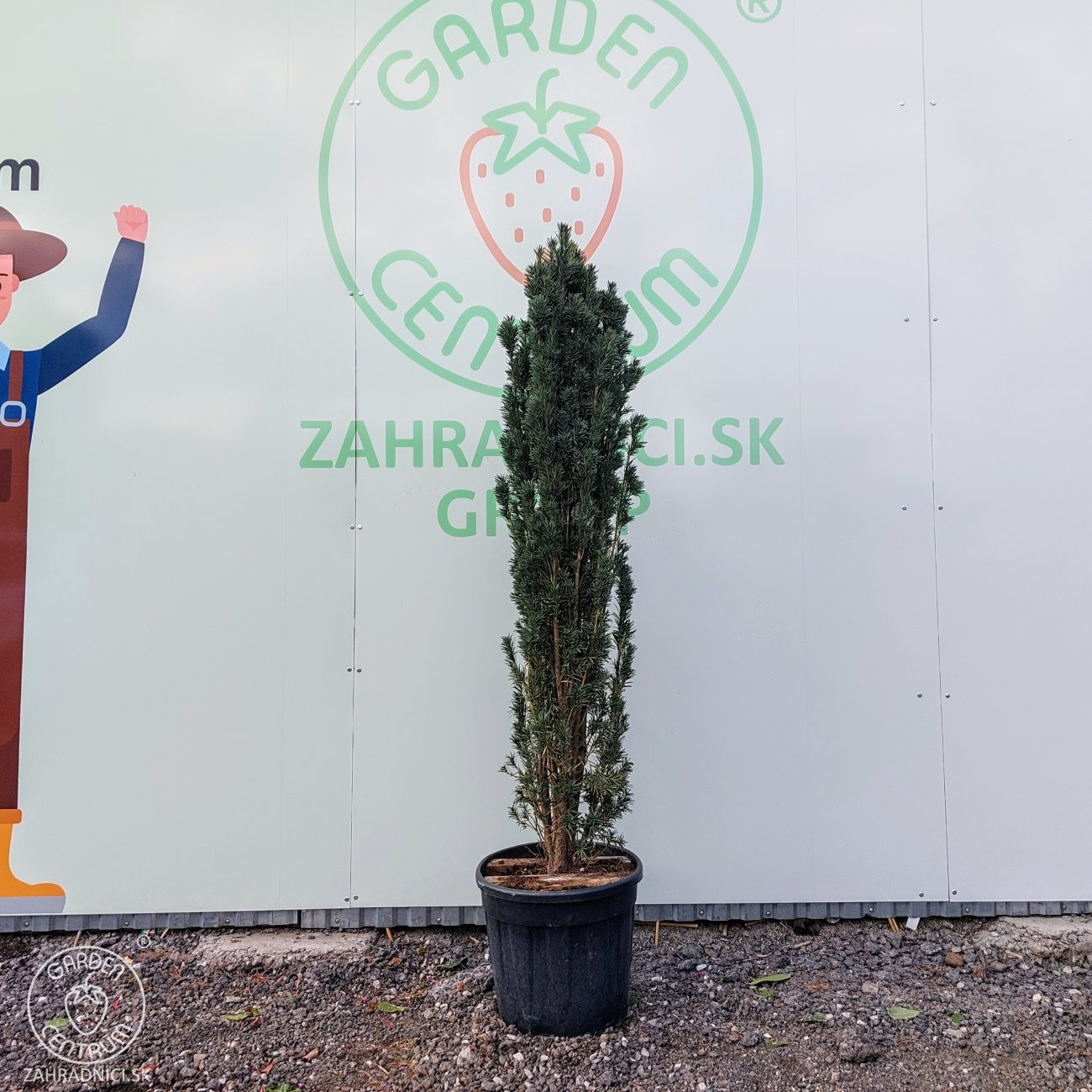 Obrázok Tis obyčajný (Taxus baccata) ´FASTIGIATA´ – výška 140–160 cm, kont. C25L/C35L