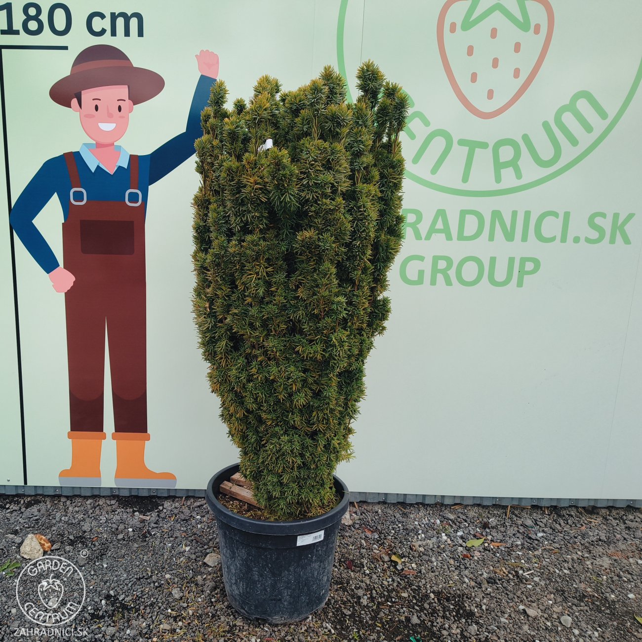 Obrázok Tis obyčajný (Taxus baccata) ´DAVID´ - výška 130-150 cm, kont. C55L