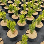 Tis prostredný (Taxus Media) ´HICKSII´ - výška 20-40 cm, kont. C2L