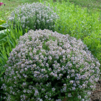 Dúška tymianová (Thymus Vulgaris) - kont. P9/P11