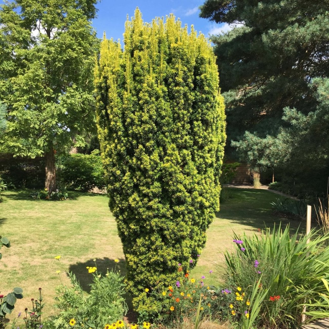 Obrázok Tis obyčajný (Taxus Baccata) ´FASTIGIATA AUREA´ - výška 120-140 cm, kont. C35L