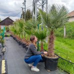Palma konopná (Trachycarpus fortunei) - výška kmeňa 80-90 cm, celková výška 180-220 cm, kont. C70L (-17°C)