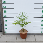 Palma konopná (Trachycarpus wagnerianus) – výška 20-30 cm, kont. C3L 