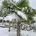 Palma konopná (Trachycarpus fortunei) - výška kmeňa 80-90 cm, celková výška 160-180 cm (-17°C)