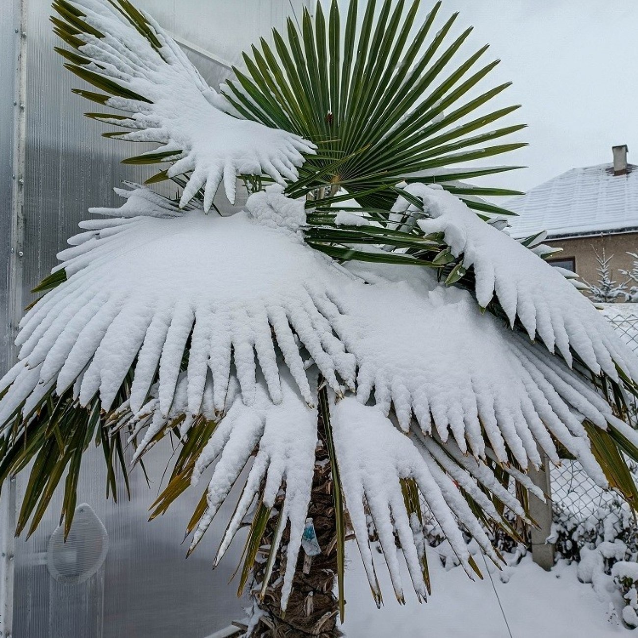 Obrázok Palma konopná (Trachycarpus fortunei) - výška kmeňa 90-100 cm, celková výška 200-220 cm, kont. C70L (-17°C)