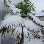 Palma konopná (Trachycarpus fortunei) - výška kmeňa 90-100 cm, celková výška 200-220 cm, kont. C70L (-17°C)