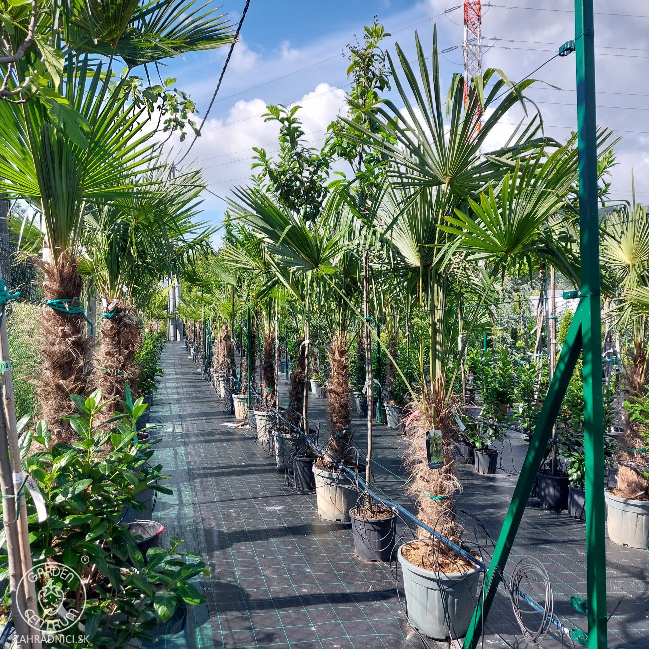 Obrázok Palma konopná (Trachycarpus fortunei) - výška kmeňa 110-130 cm, celková výška 250-270 cm, kont. C70L (-17°C)