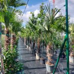 Palma konopná (Trachycarpus fortunei) - výška kmeňa 110-130 cm, celková výška 250-270 cm, kont. C70L (-17°C)
