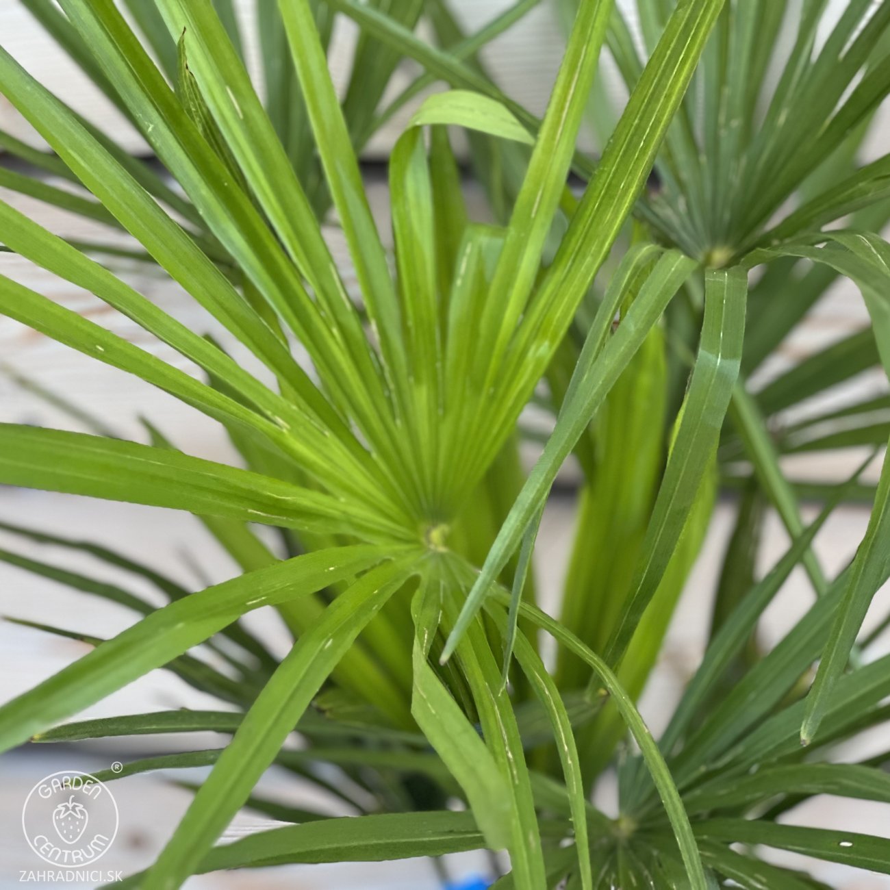 Obrázok Palma konopná (Trachycarpus fortunei) - výška 60-80 cm, výška kmeňa 10-15 cm, kont. C10L (-17°C)