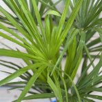 Palma konopná (Trachycarpus fortunei) - výška 60-80 cm, výška kmeňa 10-15 cm, kont. C10L (-17°C)